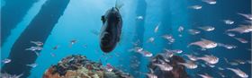 Busselton Jetty - A Sea of Discovery