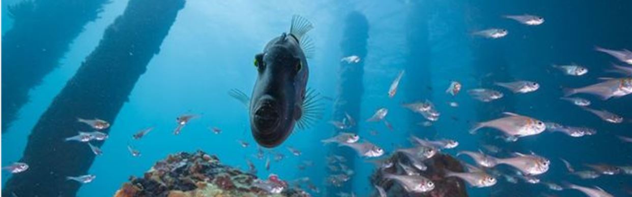 Busselton Jetty - A Sea Of Discovery (Short Version)