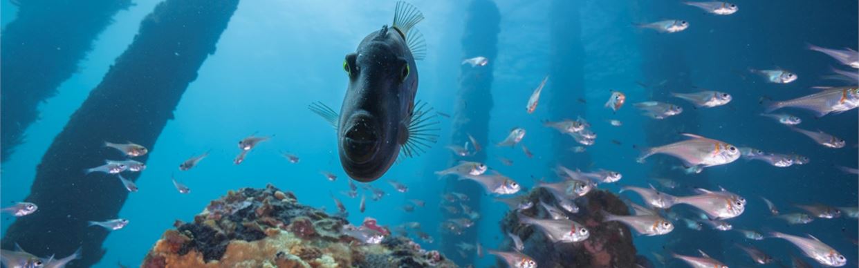 Busselton Jetty - A Sea of Discovery