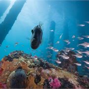 Busselton Jetty - A Sea Of Discovery (Short Version)